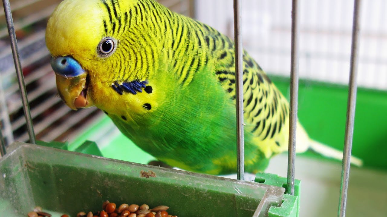 How to Quiet a Bird | Pet Bird